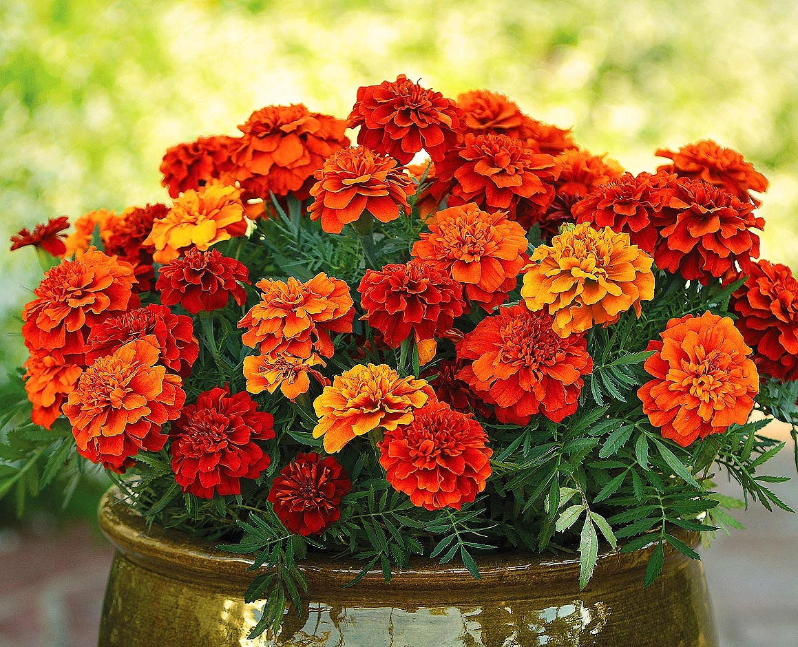 Тагетес (бархатцы) отклоненный 'Файерболл' (оранжевый)