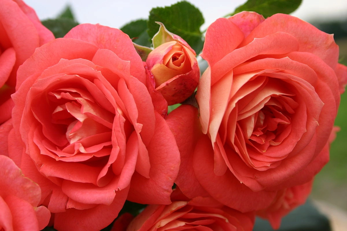 Роза 'Зоммерзонне' (флорибунда) (коралово - красная)