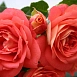Роза 'Зоммерзонне' (флорибунда) (коралово - красная)