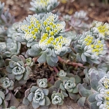 Седум уссурийский (Очиток)