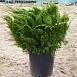 Можжевельник пфитцериана 'Минт Джулеп'