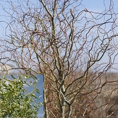 Ива гибридная (извилистая) 'Уральская'