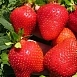 Земляника (клубника) 'Монтерей'