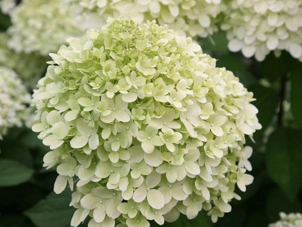 Гортензия метельчатая 'Литтл Альф'