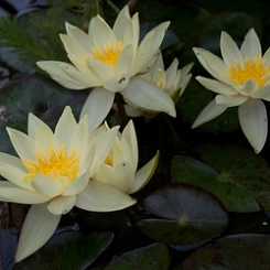 Кувшинка карликовая 'Хелвола'