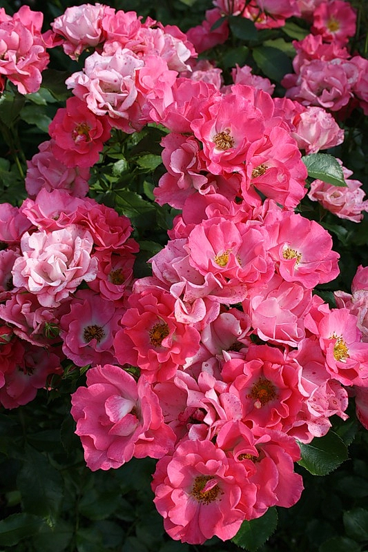 Роза 'Бад Бирнбах' (флорибунда) (розовая)