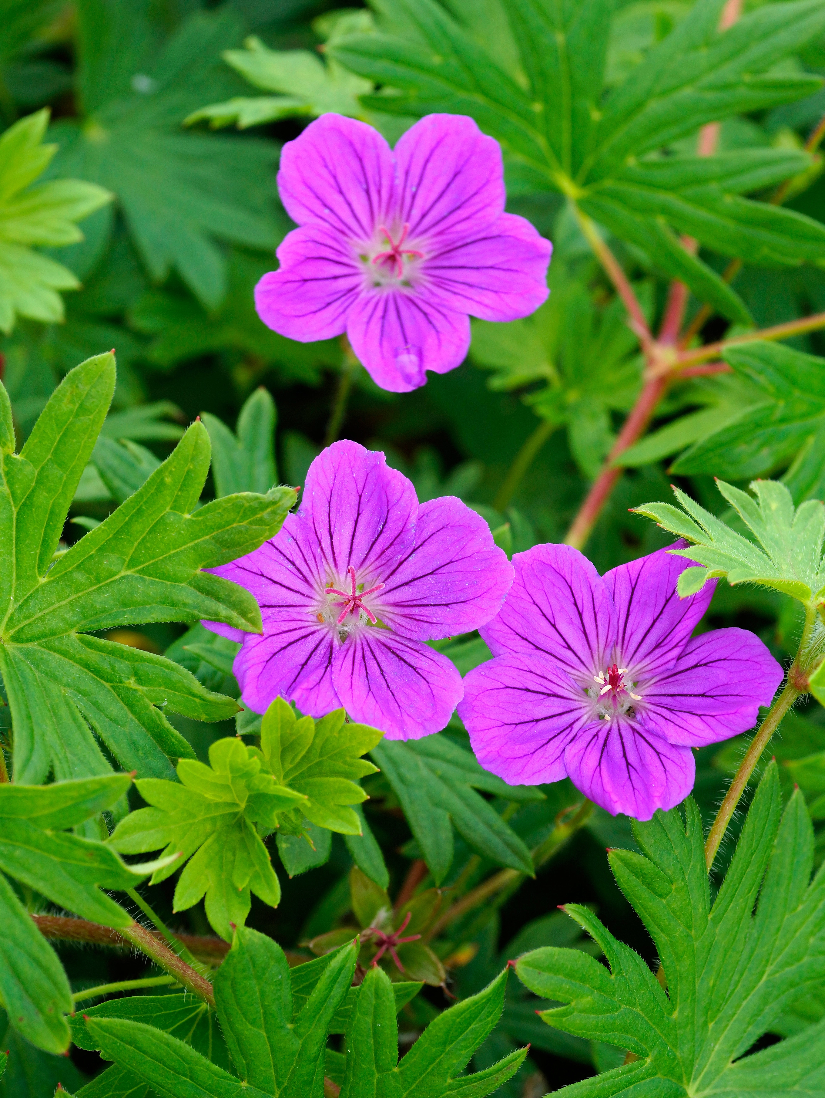Герань гибридная 