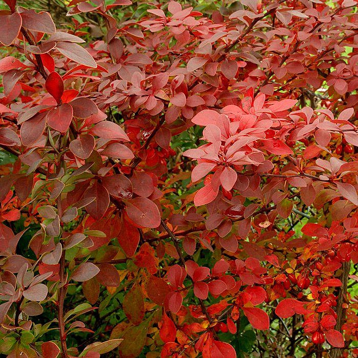Барбарис Тунберга 'Голден Ринг'