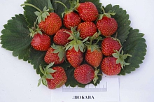 Земляника (клубника) 'Любава'