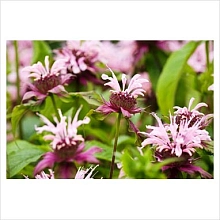 Монарда трубчатая 'Бьюти оф Кобэм'