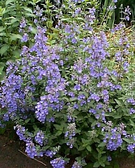 Котовник Фассена 'Уолкерс Лоу'