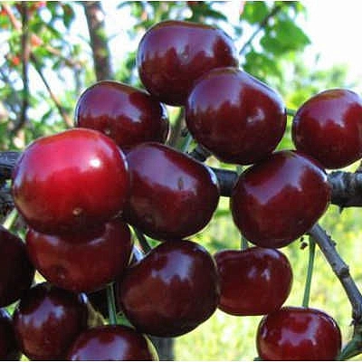 Дюк 'Ходоса' 