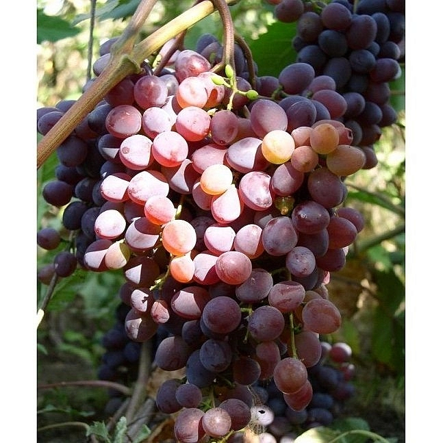 Виноград кишмиш 'Запорожский'