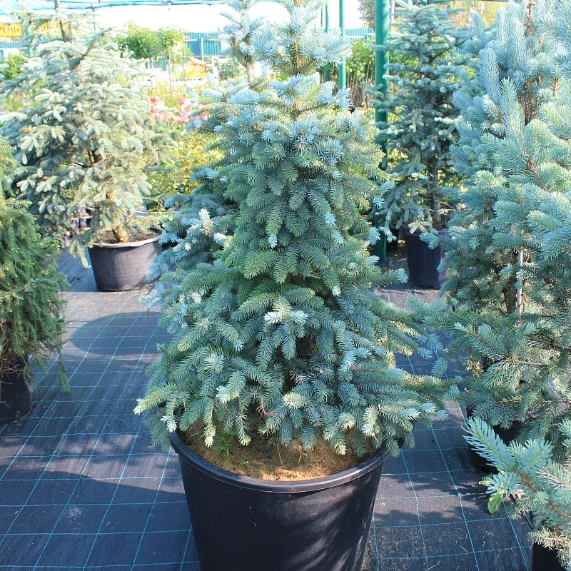 Ель колючая Голубая