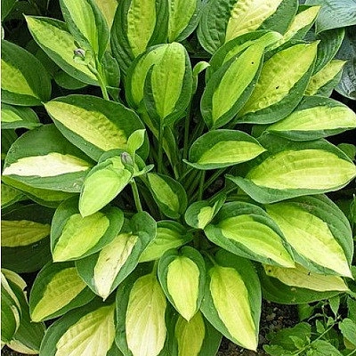 Хоста гибридная (вздутая, волнистая) 'Джипси Роуз'