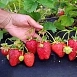 Земляника (клубника) 'Ароза'