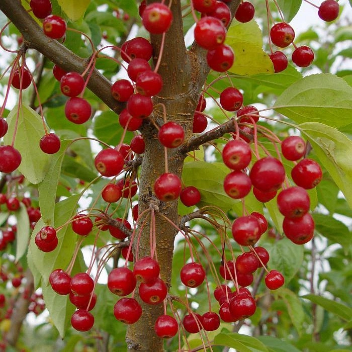 Яблоня декоративная Саржента