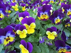 Виола рогатая 'Эдмайе Макси' (смесь)