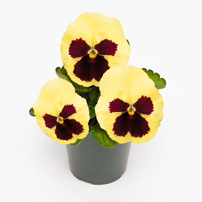 Виола Витрокка 'Инспайр Лемон Плюс' (лимонная)