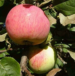 Яблоня домашняя 'Бессемянка Мичуринская'