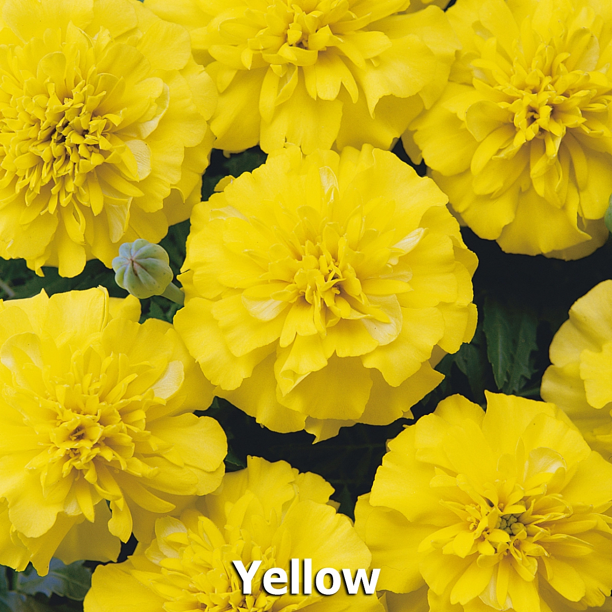 Тагетес (бархатцы) отклоненный 'Бонанза Йеллоу' (желтый)