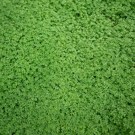 Кислица обыкновенная