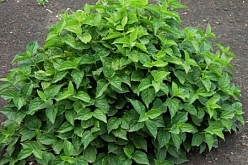 Чубушник венечный 'Гном'