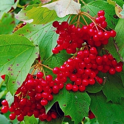 Калина красная