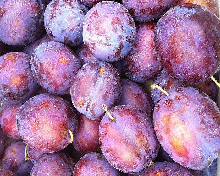 Слива 'Президент'