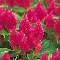 Целозия метельчатая карликовая 'Кимоно Черри Ред' (вишнево-красная)