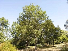 Ясень американский