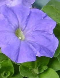 Петуния гибридная 'Дрим Скай Блю'