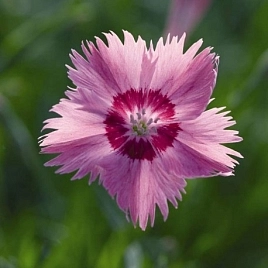 Гвоздика серовато-голубая 'Флавора'