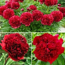 Пион лекарственный 'Ред Грейс'