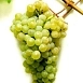 Виноград 'Цитронный Магарача' Виноград 'Цитронный Магарача'