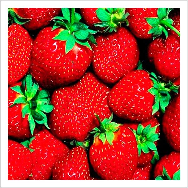 Земляника (клубника) 'Жемчужина'