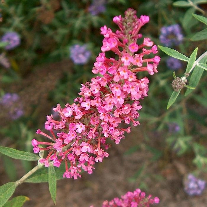 Буддлея Давида 'Саммер Бьюти'