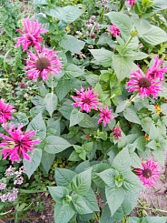 Монарда двойчатая (гибридная) 'Расбери Вайн'