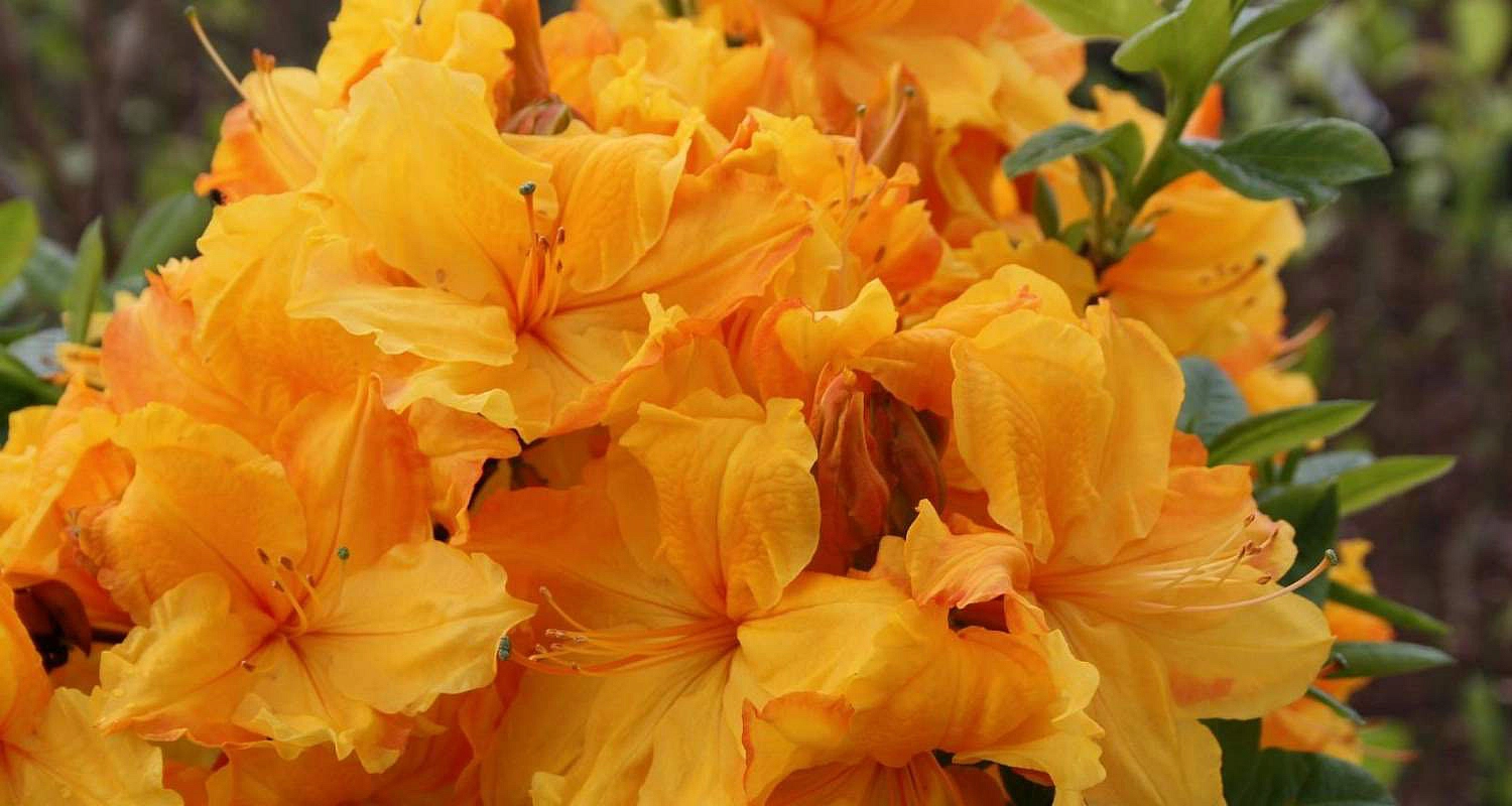 Рододендрон желтый (азалия) 'Голдстак' (желто-оранжевый)