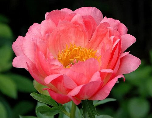 Пион молочноцветковый 'Корал Сансет' (кораловый)