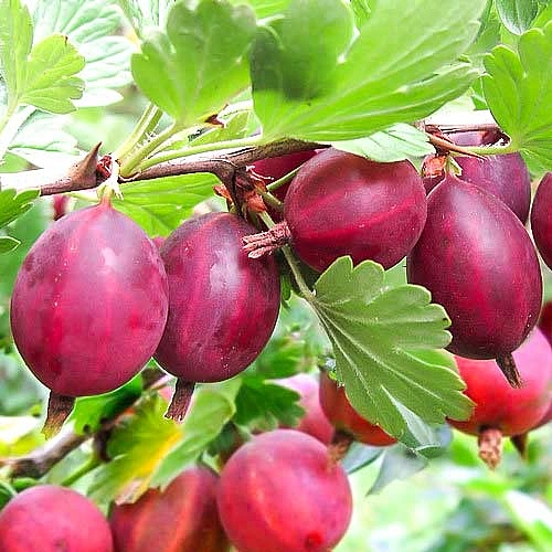 Крыжовник 'Красный крупный'