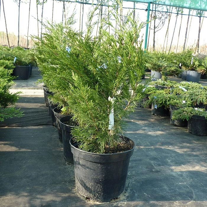 Можжевельник китайский 'Спартан' Можжевельник китайский 'Спартан'