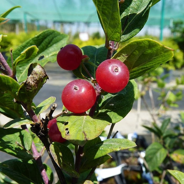 Жимолость Королькова