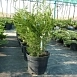 Можжевельник китайский 'Спартан' Можжевельник китайский 'Спартан'