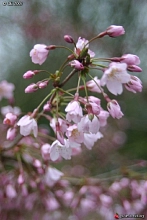 Вишня надрезаннолистная (сакура) 'Фэбруэри Пинк'