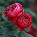 Роза 'Барон Жиро де Лен' (чайно-гибридная) (малиновая)