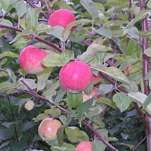 Яблоня домашняя 'Брусничное'