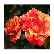 Роза 'Сорбет Фрюите' (плетистая) ( оранжево-красная)