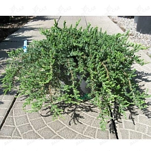 Можжевельник обыкновенный 'Гринмантл'