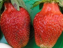 Земляника (клубника) 'Кардинал'